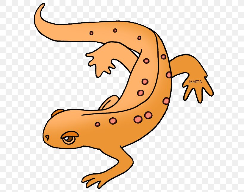 Salamander Eastern Newt Clip Art, PNG, 635x648px, Salamander, Amphibian, Animal Figure, Artwork, Drawing Download Free