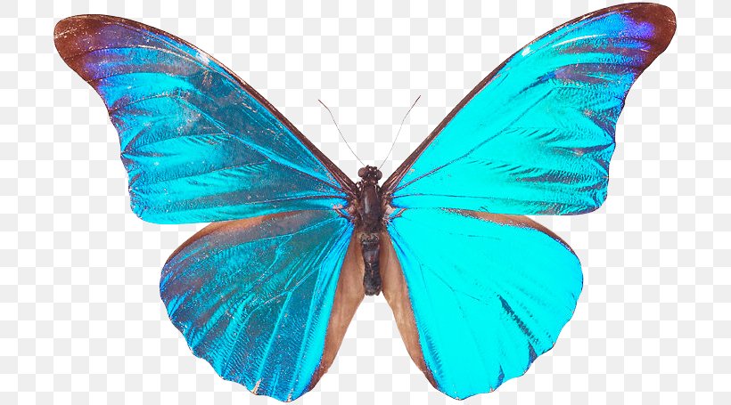 Butterfly Nymphalidae Insect Moth Blue, PNG, 704x455px, Butterfly, Blue, Brush Footed Butterfly, Butterflies And Moths, Color Download Free