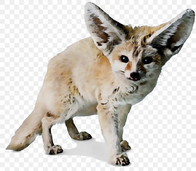 Red Fox Cat Soil Animal Rat, PNG, 1641x1434px, Red Fox, Animal, Animal Figure, Asian, Canidae Download Free