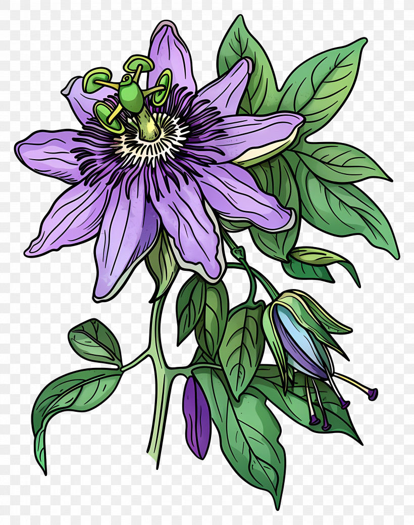 Blooming Flower - Purple Passionflower With Green Leaves PNG