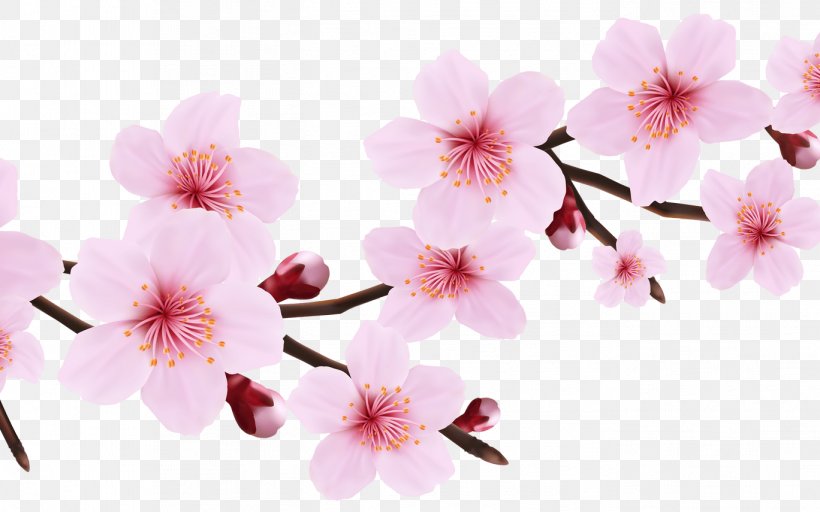 Cherry Blossom Cartoon, PNG, 1368x855px, Cherry Blossom, Blossom, Branch, Cherries, Drawing Download Free