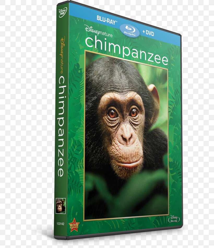 Common Chimpanzee Gorilla Documentary Film 0, PNG, 620x950px, 2012, Common Chimpanzee, Chimpanzee, Documentary Film, Fauna Download Free