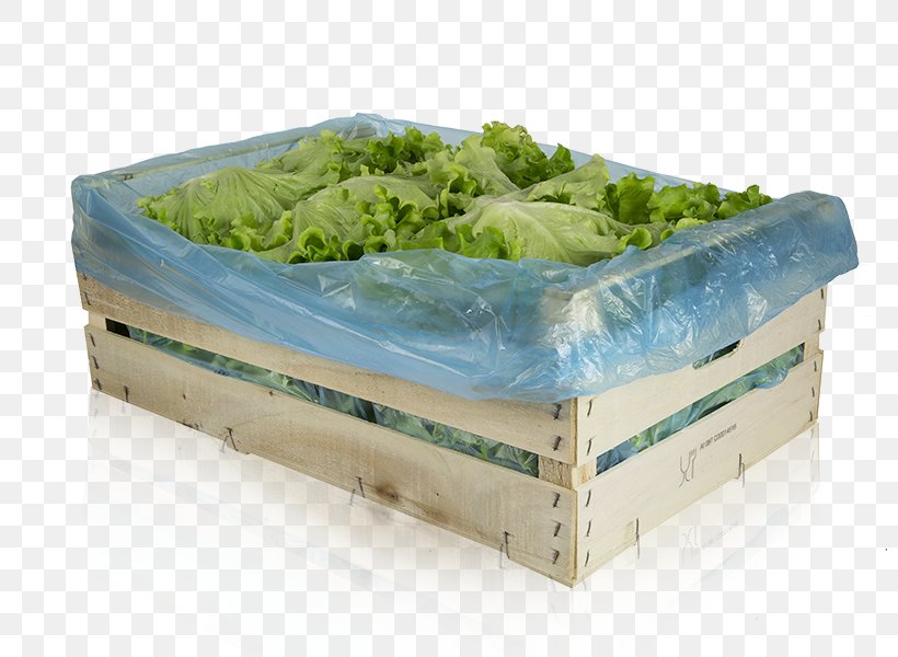 Romaine Lettuce Plastic Herb, PNG, 800x600px, Romaine Lettuce, Box, Grass, Herb, Leaf Vegetable Download Free