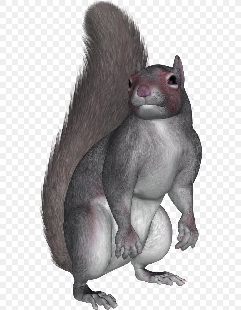 Squirrel PhotoScape, PNG, 557x1054px, Squirrel, Claw, Computer Software, Eastern Gray Squirrel, Fauna Download Free