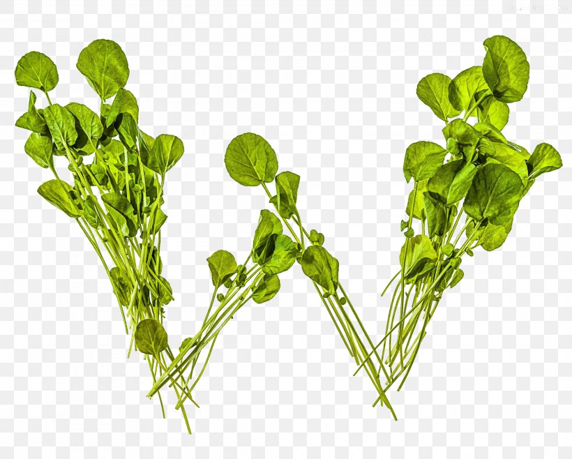 Watercress Arugula Clip Art, PNG, 2086x1674px, 3d Computer Graphics, Watercress, Arugula, Computer Graphics, Drawing Download Free