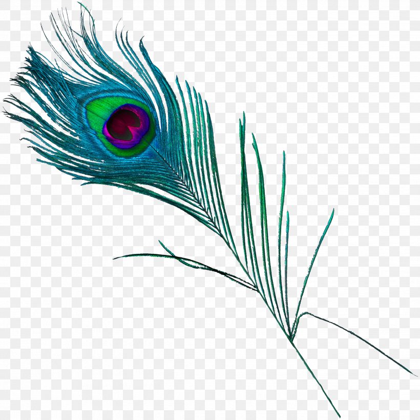 Feather Peafowl, PNG, 2681x2680px, Feather, Animal, Asiatic Peafowl, Beak, Bird Download Free