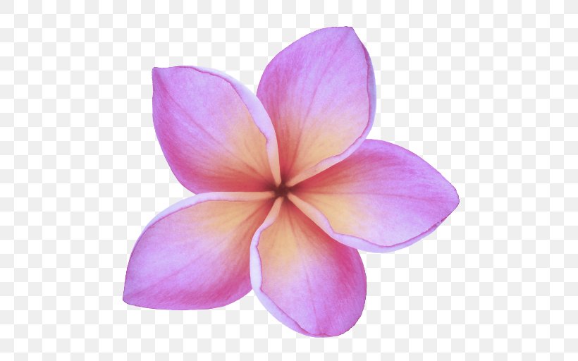 Petal Frangipani Pink Flower Violet, PNG, 512x512px, Petal, Flower, Flowering Plant, Frangipani, Pink Download Free