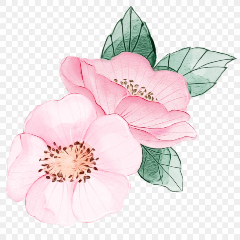 Rose, PNG, 1200x1200px, Watercolor Pink Flower, Blossom, Chinese Peony, Cut Flowers, Floral Download Free