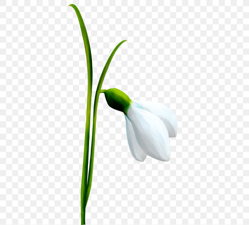 Snowdrop Flower Bulb Spring Illustration, PNG, 400x741px, Snowdrop, Arum, Botanical Illustration, Bud, Bulb Download Free