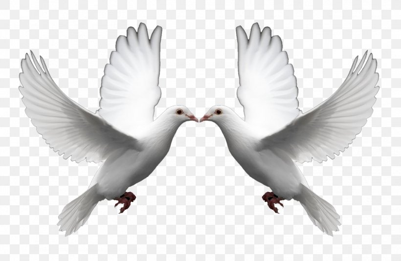 Domestic Pigeon Columbidae Doves As Symbols Release Dove Clip Art, PNG, 1506x981px, Domestic Pigeon, Beak, Bird, Columbidae, Doves As Symbols Download Free