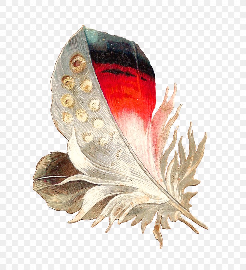 Feather Bird Parrot Color Clip Art, PNG, 925x1015px, Feather, Antique, Bird, Bird Flight, Color Download Free