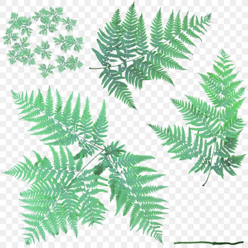Fern Leaf Vascular Plant Bracken, PNG, 894x894px, Fern, Black And White, Bracken, Branch, Dactylis Download Free