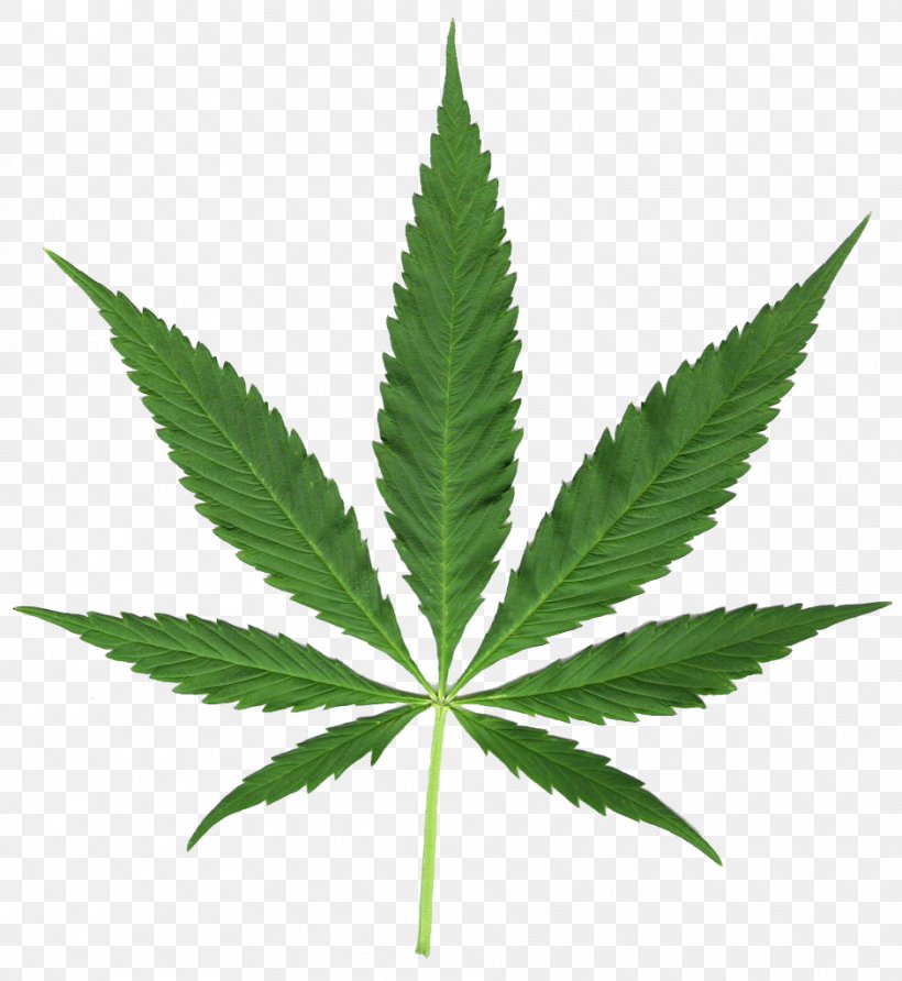 Medical Cannabis Hash, Marihuana & Hemp Museum Leaf Cannabis Sativa, PNG, 941x1024px, Cannabis, Cannabinoid, Cannabis Cultivation, Cannabis Sativa, Drug Download Free