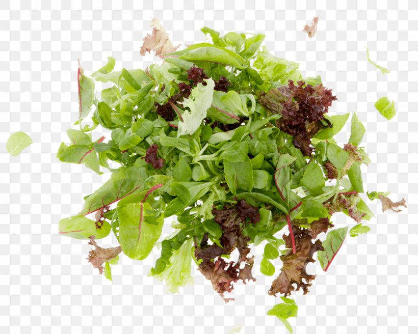 Red Leaf Lettuce Vegetarian Cuisine Spring Greens Leaf Vegetable Herb, PNG, 937x750px, Red Leaf Lettuce, Food, Herb, La Quinta Inns Suites, Leaf Vegetable Download Free