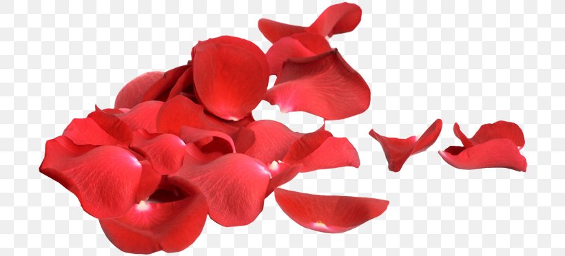 Rose Petal February 22 Permalink Heart, PNG, 714x372px, Rose, February, February 22, Flower, Flowering Plant Download Free