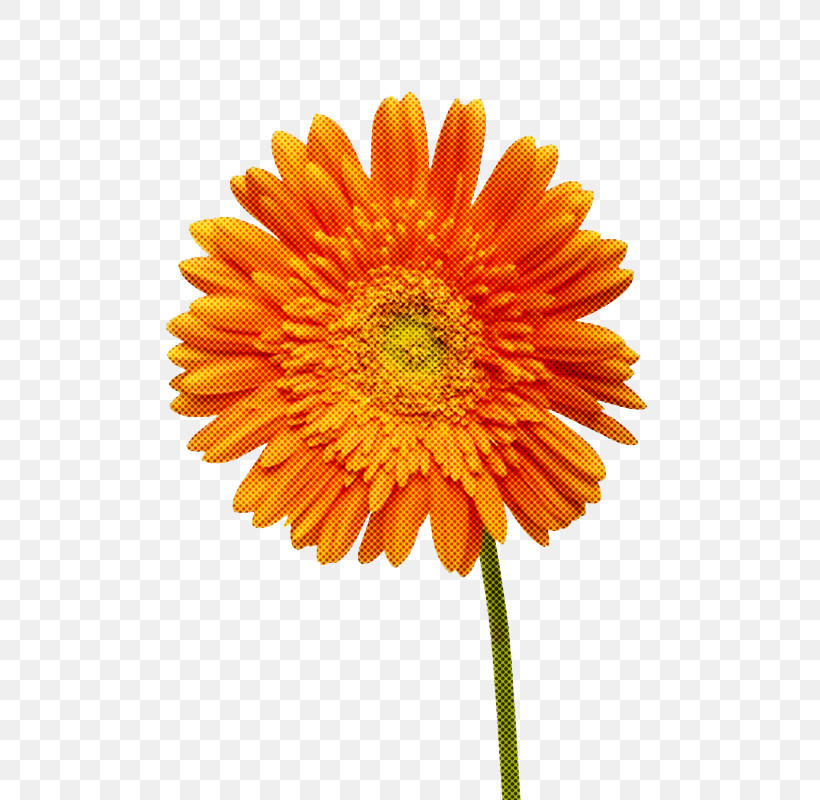 Artificial Flower, PNG, 800x800px, Flower, Annual Plant, Artificial Flower, Asterales, Barberton Daisy Download Free