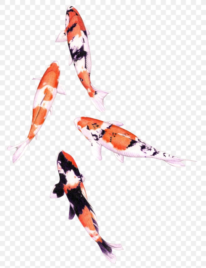 Koi Colored Pencil Drawing Watercolor Painting Fish, PNG, 800x1068px, Koi, Art, Carp, Color, Colored Pencil Download Free