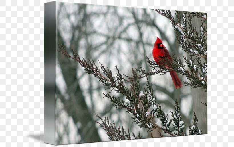 Northern Cardinal Winter Imagekind Art Snow, PNG, 650x518px, Northern Cardinal, Art, Beak, Bird, Branch Download Free