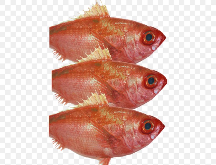 Northern Red Snapper Fish Products Oily Fish, PNG, 450x624px, Northern Red Snapper, Animal Source Foods, Fish, Fish Products, Oily Fish Download Free