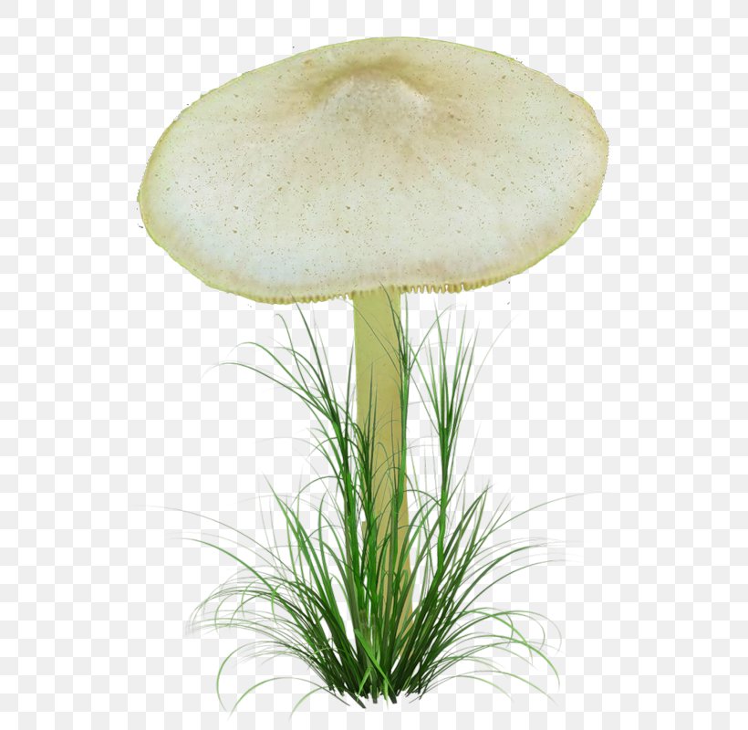 Oyster Mushroom Fungus Pleurotus Eryngii Agaricaceae, PNG, 591x800px, 2014, Oyster Mushroom, Agaricaceae, Common Mushroom, Digital Image Download Free