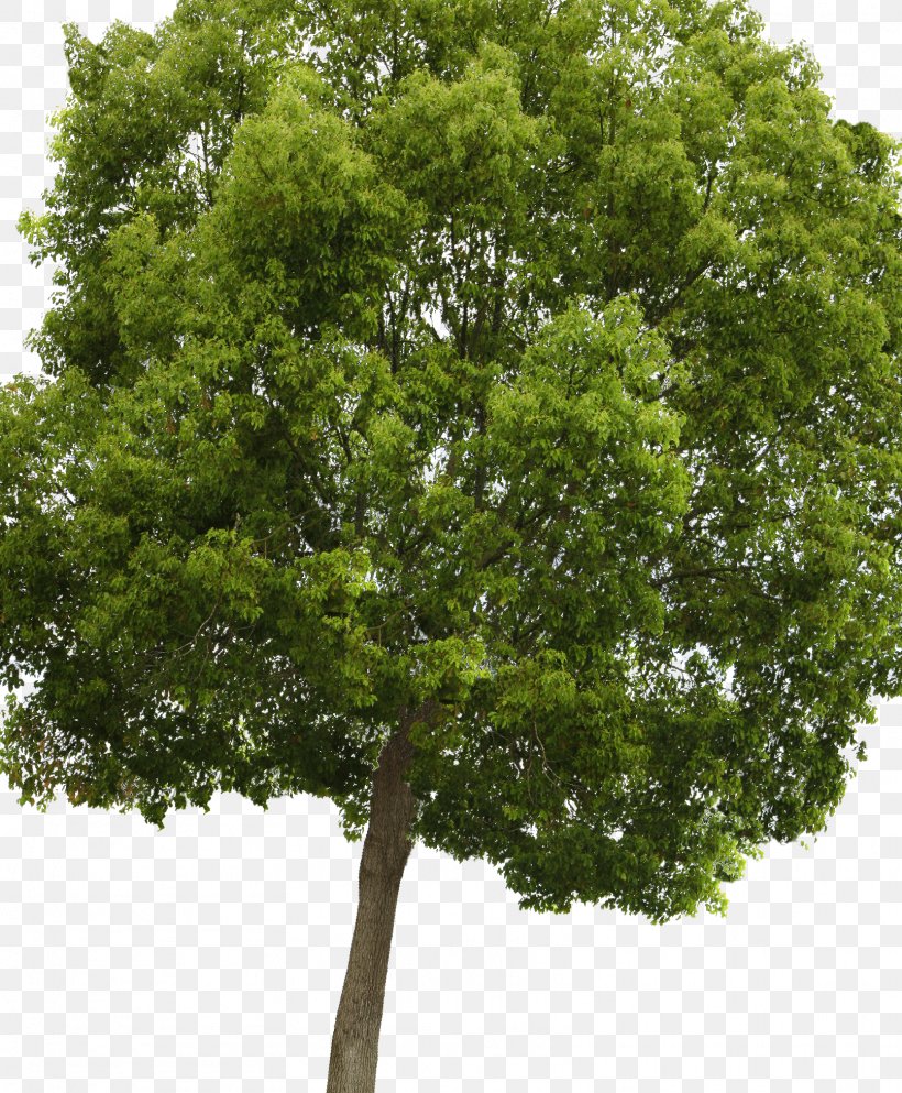Populus Nigra Acer Campestre Tree Clip Art, PNG, 1613x1954px, Populus Nigra, Acer Campestre, Branch, Cottonwood, Evergreen Download Free