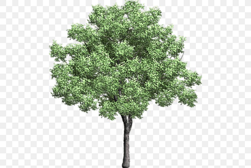Tree Clip Art, PNG, 500x548px, Tree, Branch, Evergreen, Leaf, Plane Tree Family Download Free
