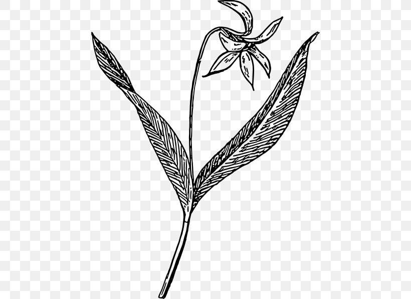 Violet Drawing Erythronium Dens-canis Clip Art, PNG, 456x596px, Violet, African Violets, Black And White, Branch, Drawing Download Free