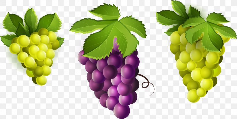 Wine Common Grape Vine Seedless Fruit Clip Art, PNG, 1528x772px, Wine, Alcoholic Drink, Berry, Common Grape Vine, Food Download Free
