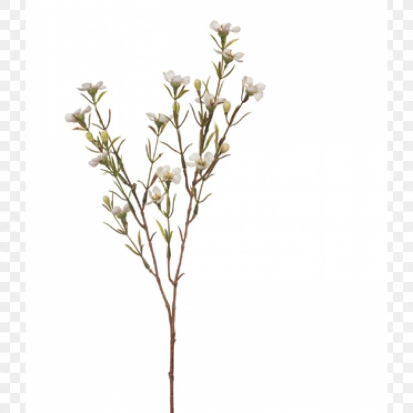 Chamelaucium Uncinatum Flower Wedding Dress White Plant Stem, PNG ...