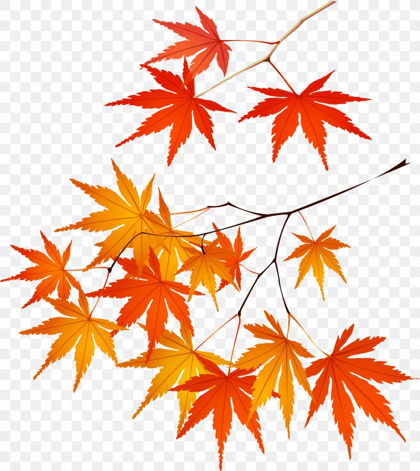 Adobe Illustrator Maple Leaf Euclidean Vector, PNG, 2032x2276px, Leaf, Autumn, Branch, Digital Image, Drawing Download Free