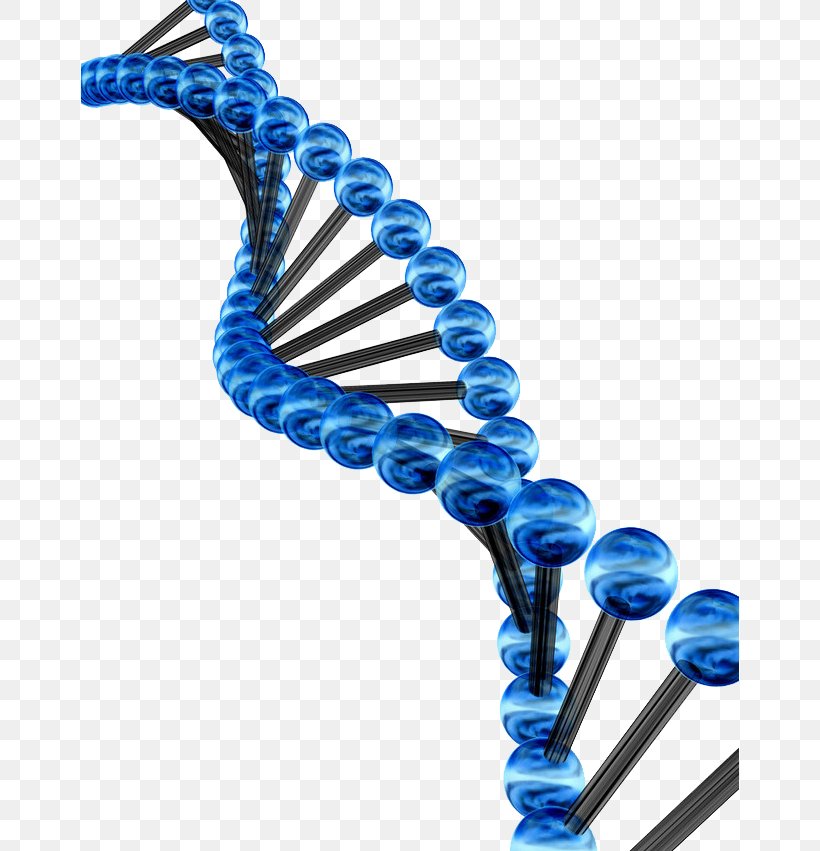 Genetic Code Genetics Three-dimensional Space Photography Illustration, PNG, 658x851px, 3d Computer Graphics, 3d Modeling, 3d Rendering, Genetic Code, Biology Download Free