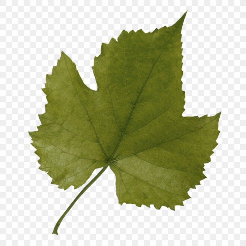 Grape Leaves Grapevines Leaf Plane Trees, PNG, 1500x1500px, Grape Leaves, Grapes, Grapevine Family, Grapevines, Leaf Download Free