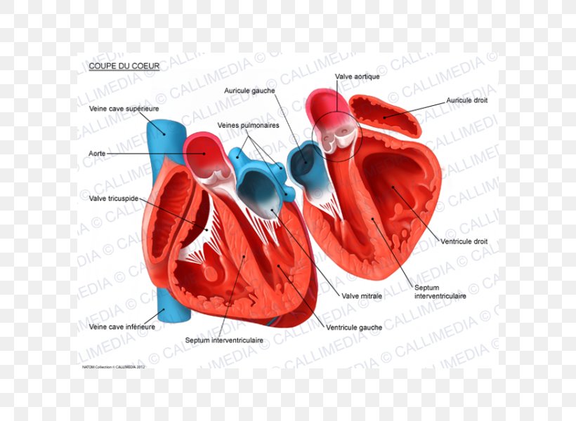 Heart Human Anatomy Circulatory System Cross Section, PNG, 600x600px, Watercolor, Cartoon, Flower, Frame, Heart Download Free