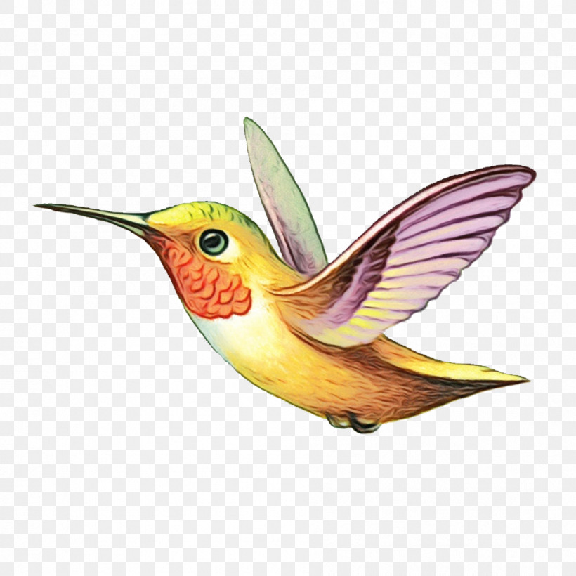 Hummingbirds Beak, PNG, 951x952px, Watercolor, Beak, Hummingbirds, Paint, Wet Ink Download Free