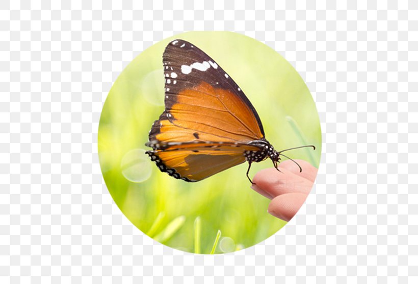 Sustainability Natural Environment Business Dietary Supplement Sustainable Development, PNG, 600x556px, Sustainability, Arthropod, Brush Footed Butterfly, Business, Butterfly Download Free