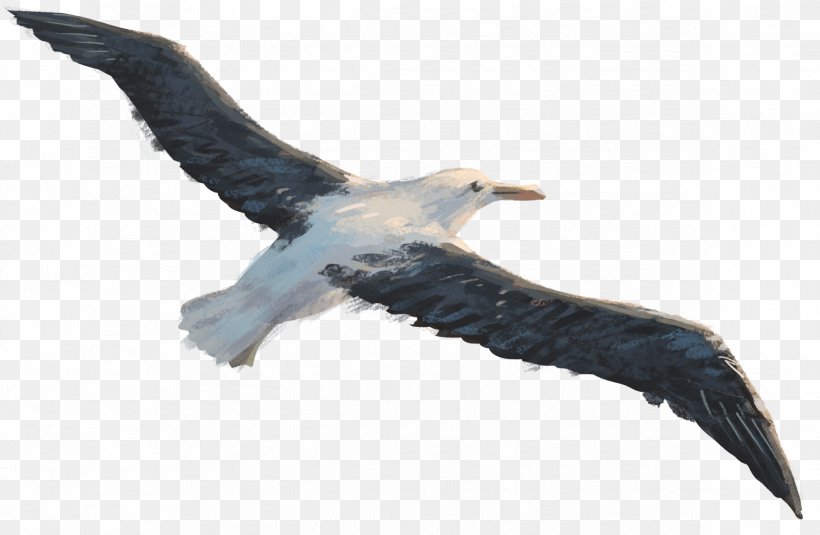 Toroa's Journey Seabird Flight Bird Of Prey, PNG, 2372x1548px, Bird, Accipitriformes, Albatross, Beak, Bird Of Prey Download Free