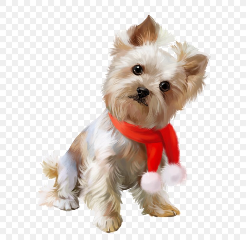 Yorkshire Terrier Cairn Terrier Morkie Puppy Maltese Dog, PNG, 619x800px, Yorkshire Terrier, Animal, Breed, Cairn Terrier, Carnivoran Download Free