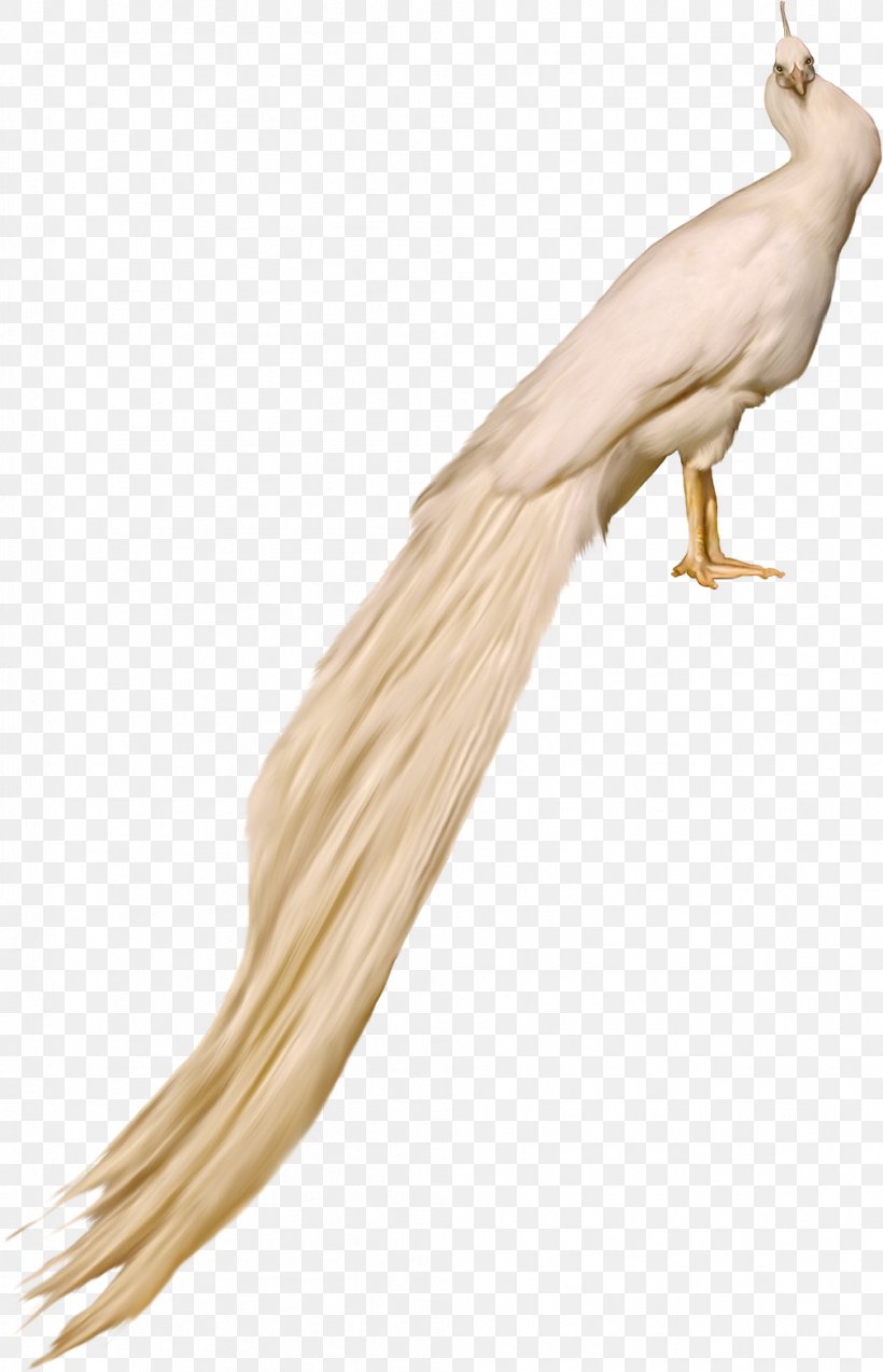 Bird Feather Pavo Rock Dove, PNG, 1008x1566px, Bird, Animal, Feather, Liveinternet, Neck Download Free