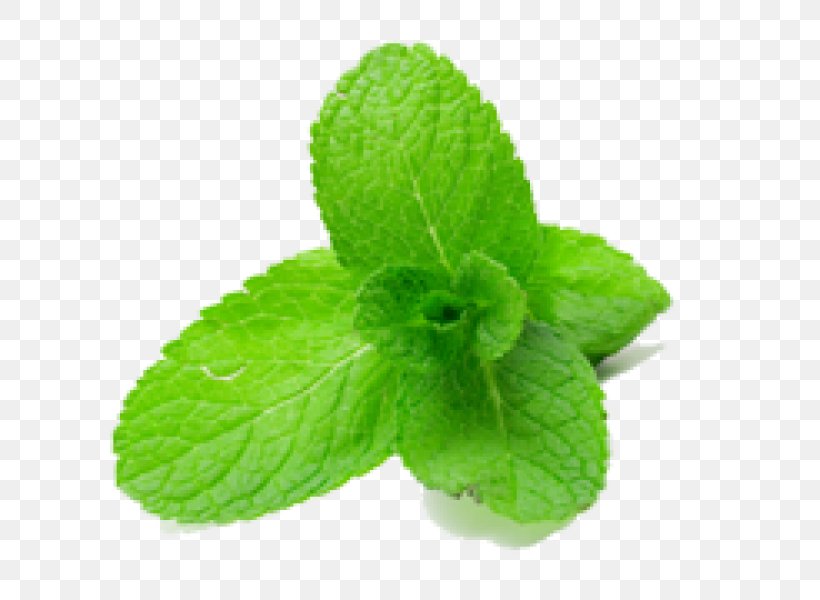 Peppermint Flavor Herb Mentha Spicata, PNG, 600x600px, Peppermint, Coriander, Extract, Flavor, Food Download Free