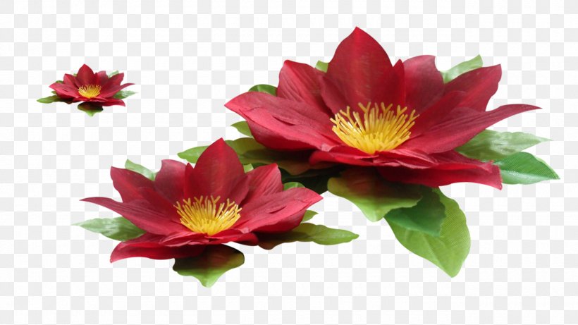 Red Flower, PNG, 1280x720px, Red, Annual Plant, Aquatic Plant, Chrysanths, Cut Flowers Download Free