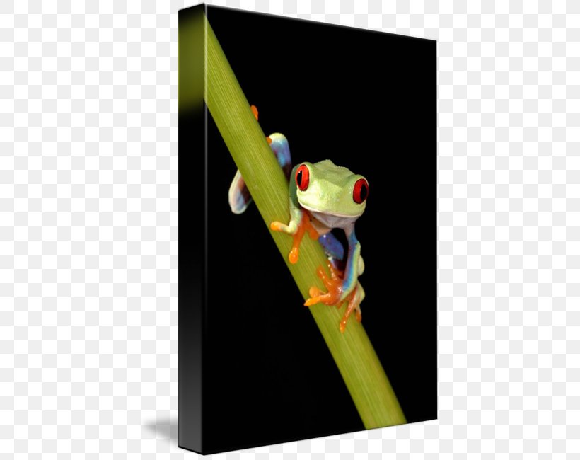 Tree Frog Paper Post Cards Red Amphibian, PNG, 428x650px, Tree Frog, Amphibian, Business Cards, Costa Rica, Eye Download Free