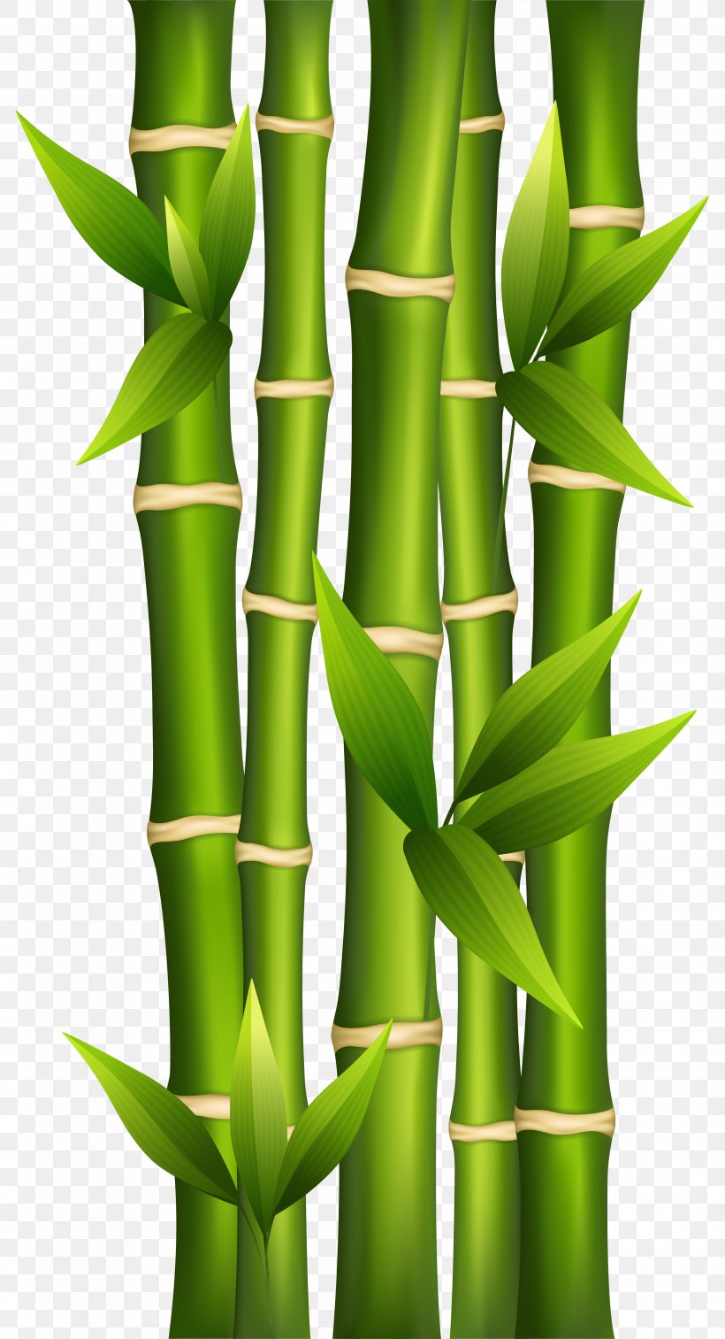 Bamboo Shoot Plant Stem Clip Art, PNG, 2787x5144px, Bamboo, Bamboo Shoot, Fotosearch, Grass, Grass Family Download Free