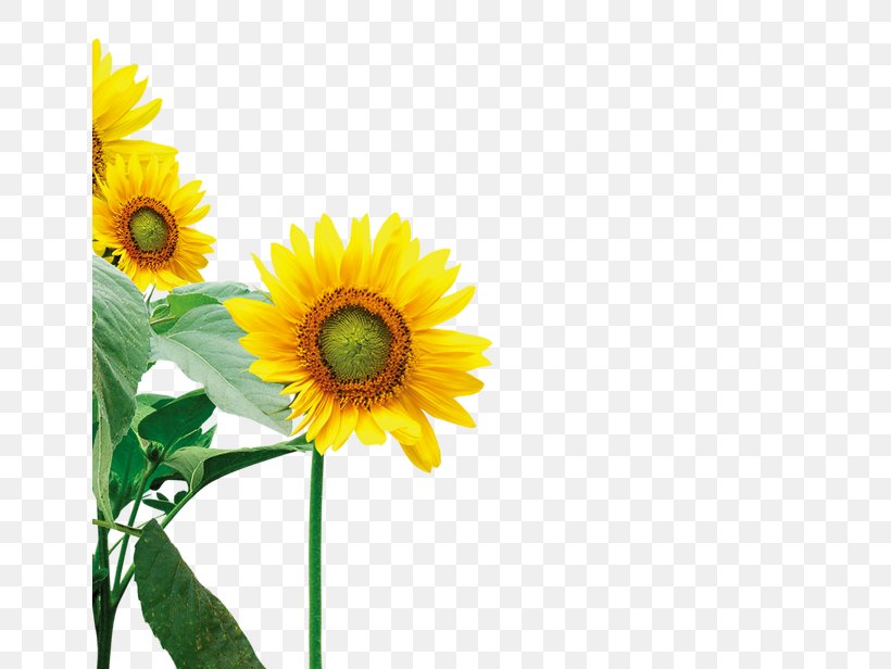 Common Sunflower Yellow, PNG, 650x616px, Common Sunflower, Child, Chrysanthemum, Daisy, Daisy Family Download Free