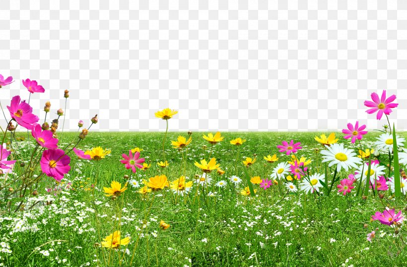Green Meadow, PNG, 1800x1183px, Lawn, Annual Plant, Cartoon, Cosmos, Daisy Download Free