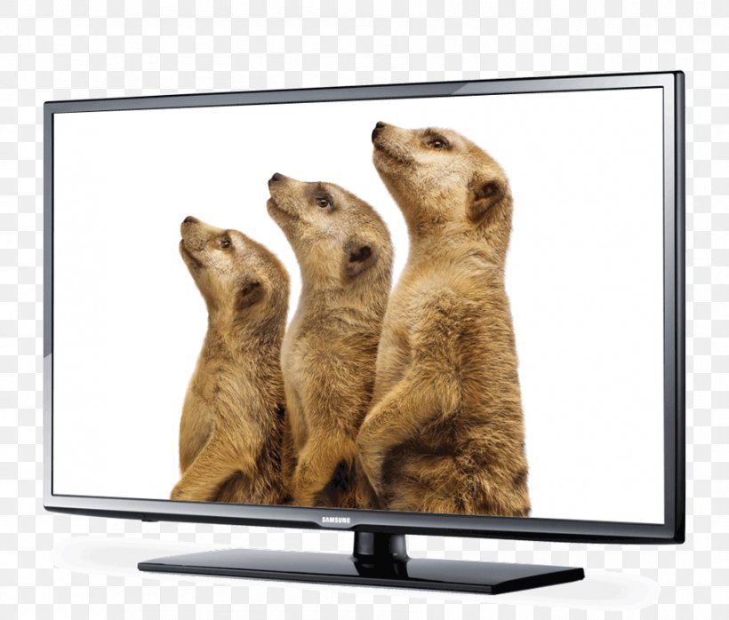 LG Dare Television Set Carnivora Telus, PNG, 904x770px, Lg Dare, Carnivora, Carnivoran, Mammal, Media Download Free