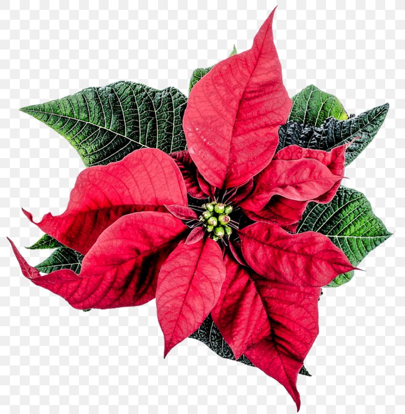 Poinsettia Christmas Flower Clip Art, PNG, 800x838px, Poinsettia, Christmas, Cut Flowers, Flower, Gift Download Free