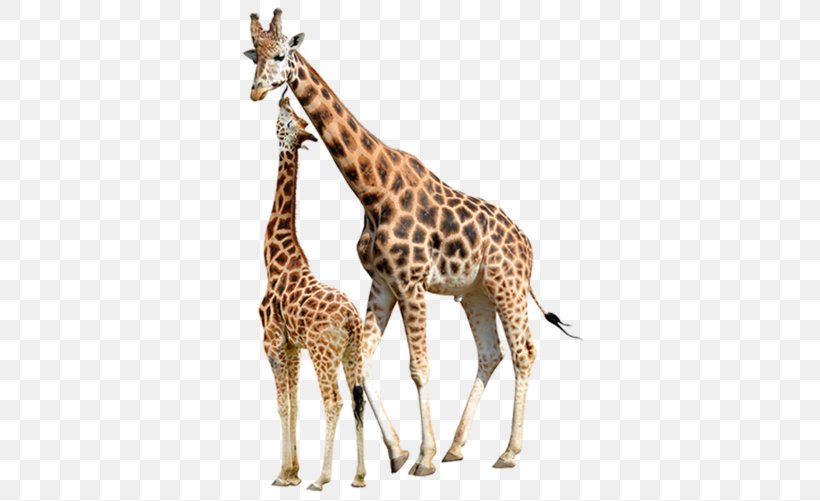 Reticulated Giraffe Stock Photography Baby Giraffes Northern Giraffe Image, PNG, 640x501px, Reticulated Giraffe, Adaptation, Animal Figure, Baby Giraffes, Drawing Download Free