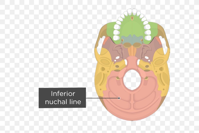 Vomer Palatine Bone Occipital Bone Anatomy, PNG, 704x550px, Vomer, Anatomy, Bone, Brand, Facial Skeleton Download Free