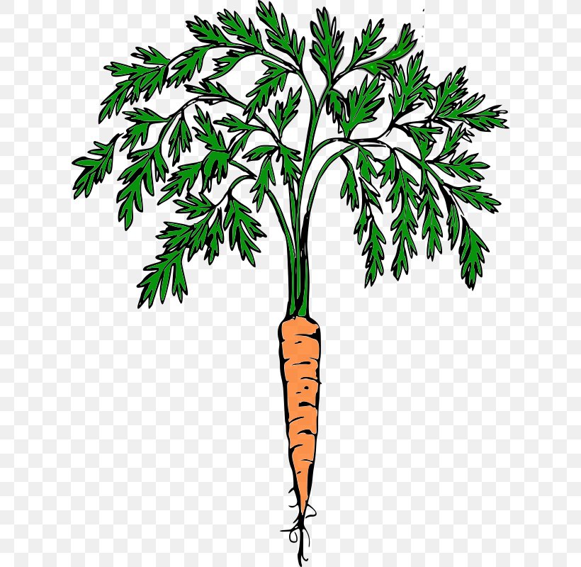 Carrot Cash Crop Food Clip Art, PNG, 618x800px, Carrot, Branch, Cash Crop, Crop, Farm Download Free