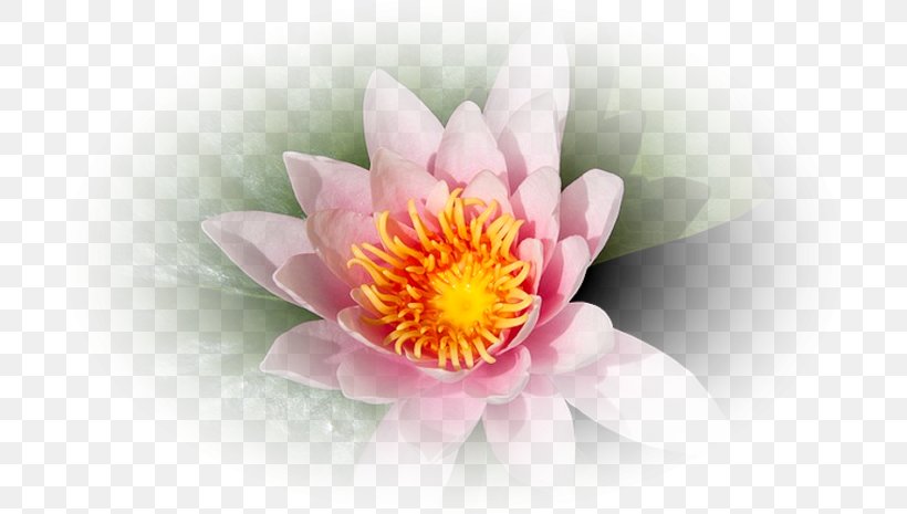 Corel Flower Petal Clip Art, PNG, 699x465px, Corel, Closeup, Computer, Flower, Flowering Plant Download Free